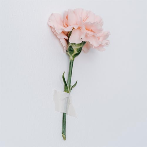 zdjęcie różowego kwiata